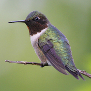 Male