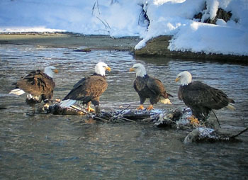 Birding Site of the week image