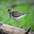 Breeding plumage. Note: black spots on breast and flanks, and orange bill with black tip.