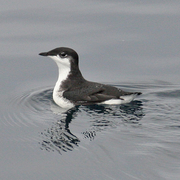 Typical plumage: scrippsi race, the more northerly race, pictured.