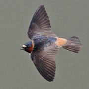 Adult in flight. Note: pale rump.