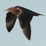 Juvenile (dark morph). Note: pale bill with dark tip (juvenile), broad white flash on underwing, and 4-5 shafts on upper primaries.