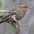 Female. Note: rufous tinged throat and densce streaking.