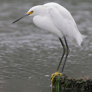 Adult. Note: yellow lores and yellow feet.